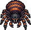 Royal Tarantula